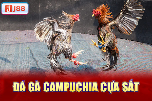 Đá gà Campuchia cựa sắt 