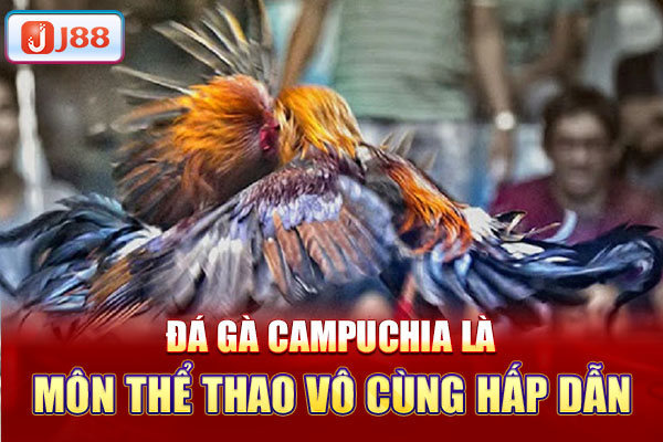 Đá gà Campuchia là môn thể thao vô cùng hấp dẫn