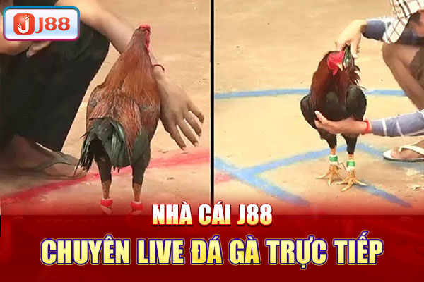 Nhà cái j88 chuyên live đá gà trực tiếp